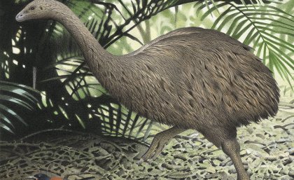 Little bush moa. © Te Papa. 